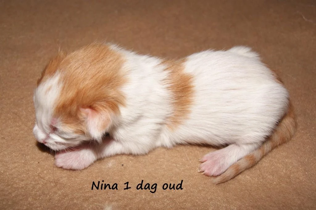 Nina